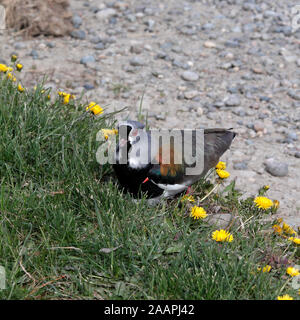Southern pavoncella, Vanellus chilensis fretensis, Sud America meridionale sottospecie in Argentina Foto Stock