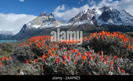 Foto scattate in Patagonia , Cile e Argentina , durante un tour fotografico per piccoli gruppi gestito da Alexmaureira.com Foto Stock