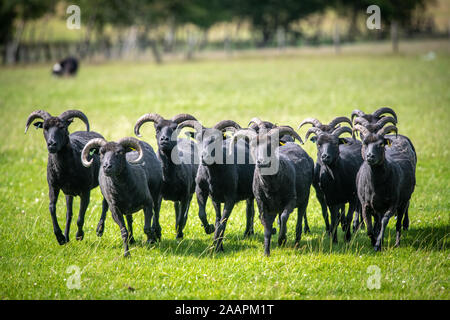 Gregge di pecore essendo herded , Bingley, nello Yorkshire, Regno Unito Foto Stock