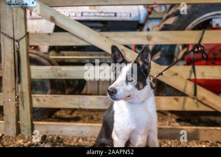 Border Collie siede pacificamente in un granaio , Bingley, nello Yorkshire, Regno Unito Foto Stock