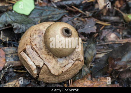 Il Fungo: Un Earthstar Geastrum (sp) Foto Stock