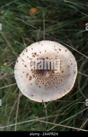 Il Fungo: Parasol (fungo Macrolepiota procera) Foto Stock
