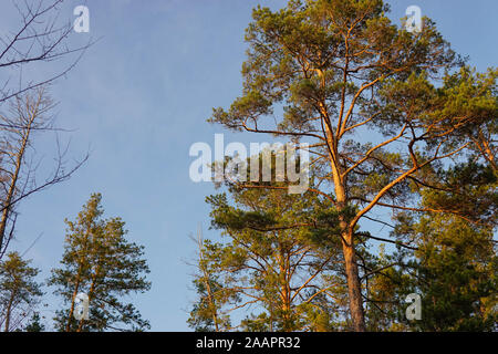 Un grande albero solitario al sole, contro una foresta verde a inizio ottobre Foto Stock