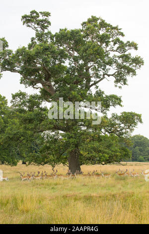 Un allevamento di daini, Dama Dama, con le corna di cervo in velluto in un parco dei cervi sotto una quercia. Il Dorset England Regno Unito GB Foto Stock