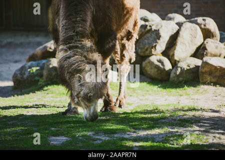 Immagine del cammello e th giovane preso nel parco. Foto Stock