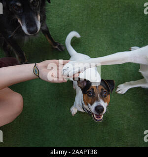 La zampa di un cane e la donna in mano il simbolo di amicizia tra uomo e cane Foto Stock