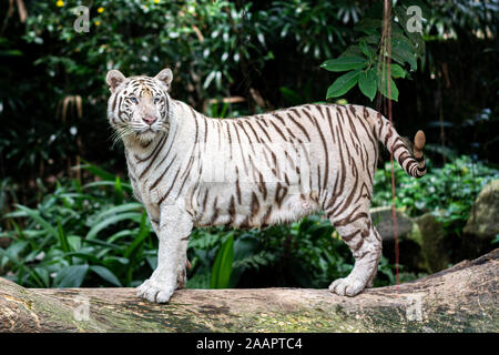 Tigre bianca - Ritratto - alimentazione Foto Stock