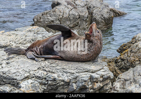 NZ pelliccia sigillo sbadigli, che mostra i denti Foto Stock