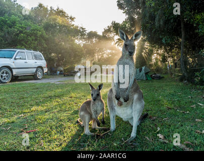 Kangaroo madre e giovani nel campeggio Foto Stock