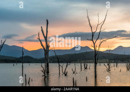 Alberi annegato nel serbatoio, Lago Moogerah, Queensland Foto Stock