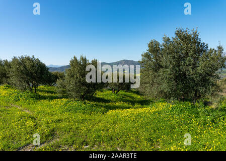 Panoramica unica vista aerea di Archanes regione rurale paesaggio. Il verde dei prati, uliveti, in primavera. Heraklion, Creta, Grecia. Foto Stock