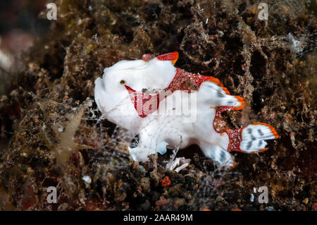 Il pagliaccio pesce rana, i capretti Antennarius maculatus, Tulamben, Bali, Indonesia Foto Stock