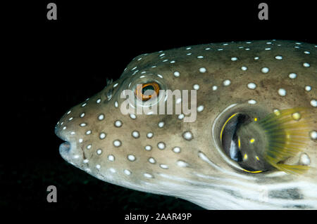 Close-up, bianco-spotted puffer, Arothron hispidus, Tulamben, Bali, Indonesia Foto Stock