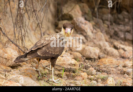 Close up crestato meridionale caracara capretti, Pantanal, Brasile. Foto Stock