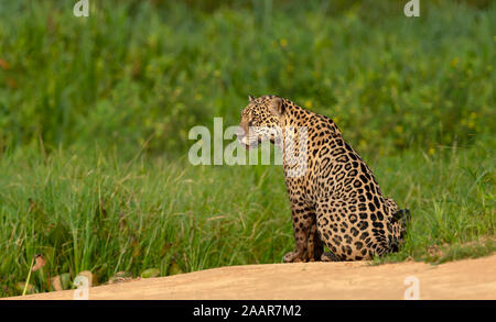 In prossimità di una Jaguar su una riva di un fiume al tramonto, Pantanal, Brasile. Foto Stock