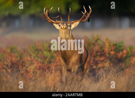 Close-up di un cervo rosso cervo la visualizzazione durante la stagione di solchi in autunno, UK. Foto Stock