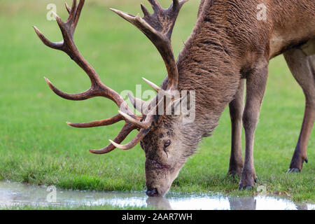 Close-up di un cervo di bere acqua da una pozzanghera. Solchi di stagione in autunno, UK. Foto Stock