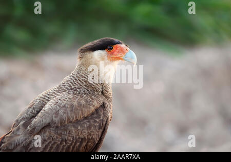 Close up crestato meridionale caracara, Pantanal, Brasile. Foto Stock