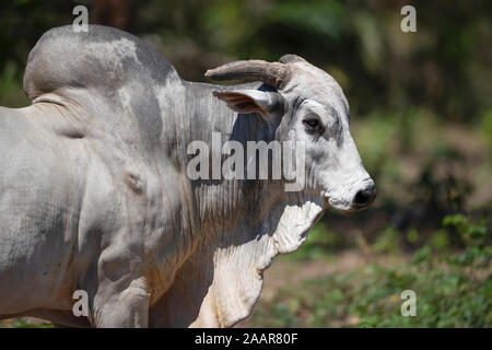 Close up di un Nelore bull in fattoria brasiliana. Foto Stock