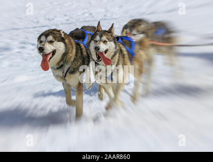 Tre cani husky in gara in inverno, Moss pass, Svizzera Foto Stock