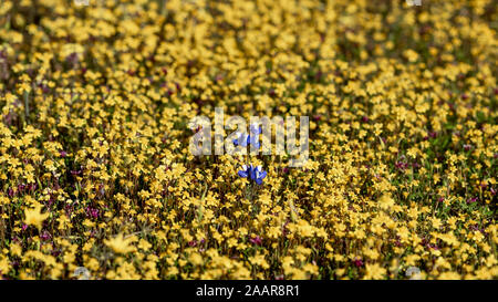 Messa a fuoco selettiva su Lupens in natura in California circondato da giallo margherite selvatiche Foto Stock