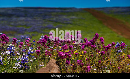 Il paesaggio a nord di Table Mountain preservare ecologici, Oroville, California, Stati Uniti d'America , su una soleggiata giornata di primavera, dotate di fioritura giallo, rosa e viola Foto Stock