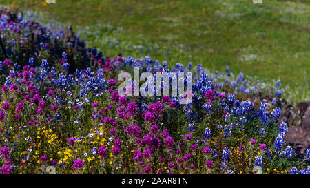 Viola, lupino giallo e daisy e trifoglio di rosa fiori selvaggi contro erba verde contro lo sfondo naturale display millefiori Foto Stock