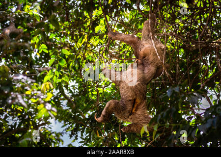 La serie di immagini è di 2 giovane maschio marrone-throated tre-toed bradipi combattendo ogni altro disco sul territorio Foto Stock
