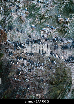 Comune di Guillemot, Razorbill Kittiwake e colonie di uccelli marini di nidificazione degli uccelli marini sulle scogliere di Pig's Paradise,Isle di Colonsay, Scotland, Regno Unito Foto Stock