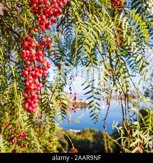 I rami del brasiliano pepe (Schinus terebinthifolius o aroeira o rosa) con frutti sullo sfondo di un paesaggio marino Foto Stock