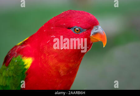 Una chiusura testa ritratto di un giallo-backed Lory di chattering, Lorius garrulus, questo lory è in via di estinzione nel suo habitat naturale dovuta alla perdita di habitat Foto Stock