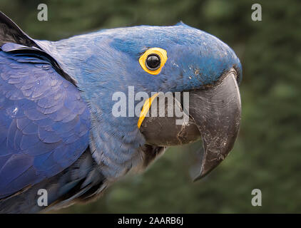 Un molto vicino ritratto della testa di un ARA giacinto o hyacinthine macaw, un pappagallo nativi a Centrale e Orientale del Sud America. Foto Stock