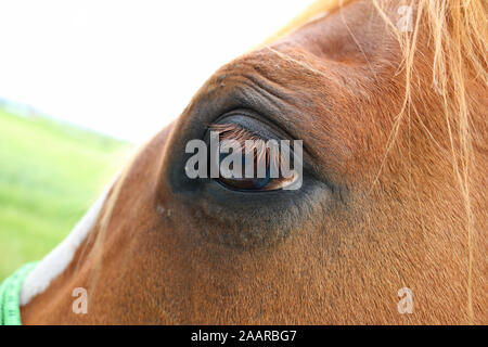 Ravvicinata di un occhio di cavallo Foto Stock