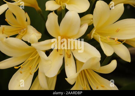 Clivia Miniata meglio noto come bush lily Foto Stock