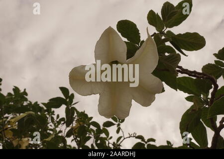 Brugmansia arborea meglio noto come angelo tromba Foto Stock