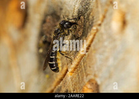 Hahnenfuß Scherenbiene (Chelostoma Florisomne) Foto Stock