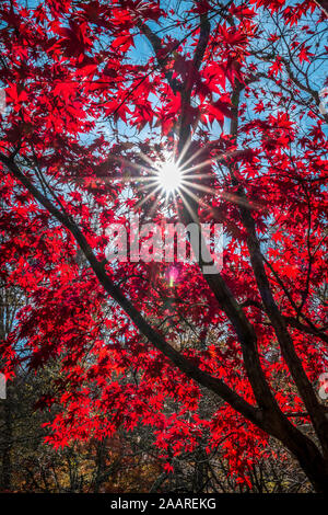 Una stella di burst di raggi di sole del peering attraverso il vibrante luminoso rosso acero giapponese tettoia guardando il cielo blu in una giornata di sole in autunno Foto Stock
