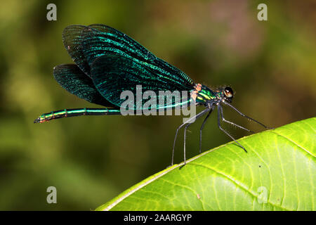 Männchen der Blauflügelprachtlibelle, Calopteryx virgo Foto Stock