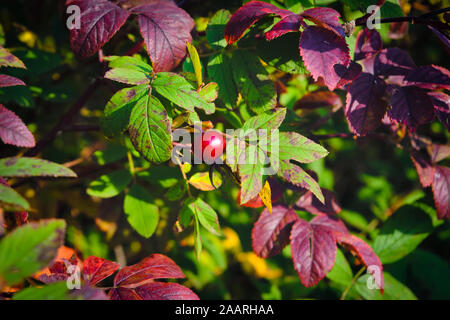 Close-up di rosa canina bacche. Boccola di rosa canina con foglie di autunno e frutti maturi di close-up. Foto Stock