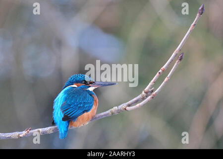 Eisvogel; Kingfisher; (Alcedo atthis) Foto Stock