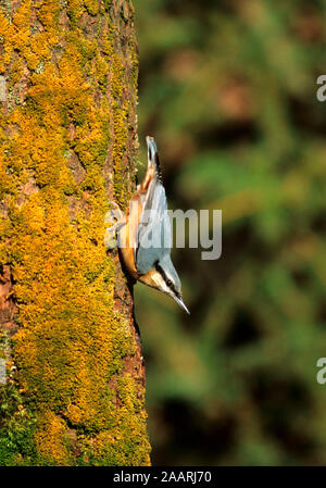 Tiere, Voegel, Kleiber, (Sitta europea), Foto Stock