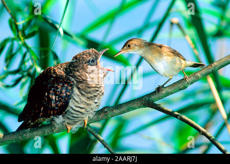 Tiere, Voegel, Kuckuck, Teichrohrsaenger, Kuckuck wird von Teichrohrsaenger gefuettert, cuculo comune / cuculo eurasiatico/ cuculo pulcino, (Cuculus canoru Foto Stock