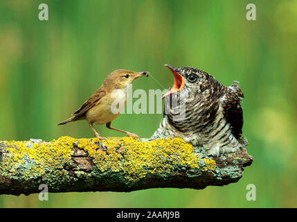 Tiere, Voegel, Kuckuck, Teichrohrsaenger, Kuckuck wird von Teichrohrsaenger gefuettert, cuculo comune / cuculo eurasiatico/ cuculo pulcino, (Cuculus canoru Foto Stock