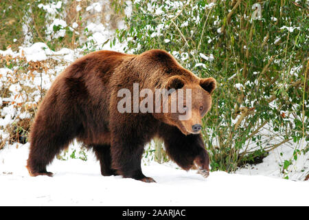 Tiere, Saeugetiere, Baeren, Baer, Marrone europeo Baer Europaeischer Braunbaer, (Ursus arctos), laeuft im Schnee, Foto Stock