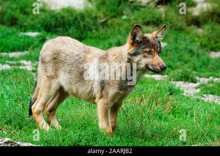 Timberwolf, (Canis lupus occidentalis), Mackenzie Valley Wolf, Deutschland, Germania Foto Stock