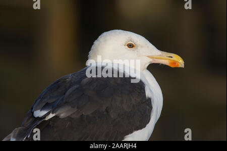 Adulto grande nero-backed Gull (Larus marinus) nel North Yorkshire in Inghilterra. Foto Stock