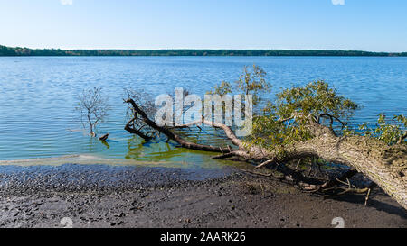 Scenic pond panorama con un albero caduto e blu cielo chiaro. Idilliaco increspata superficie di acqua. Bosco su orizzonte e dettaglio del ramo di salice su terreni fangosi banca. Foto Stock