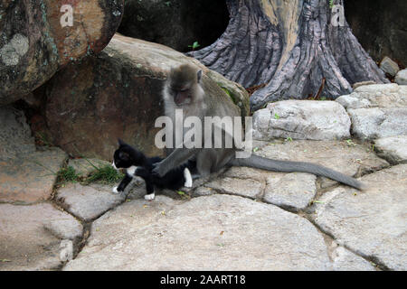 Monkey coltivando gattino nella foresta pluviale Ko Phi Phi Thailandia Foto Stock