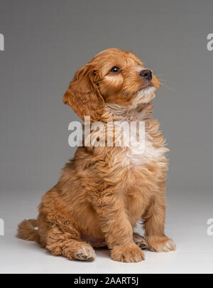 Albicocca cucciolo Cockapoo docilmente seduta Foto Stock