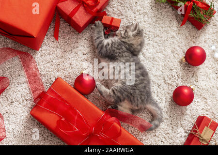 Natale cat giocare con rosso confezioni regalo e sfere. Splendido piccolo tabby kitten, Kitty Cat vicino a Natale confezioni regalo, decorazioni, palle di Natale a Foto Stock